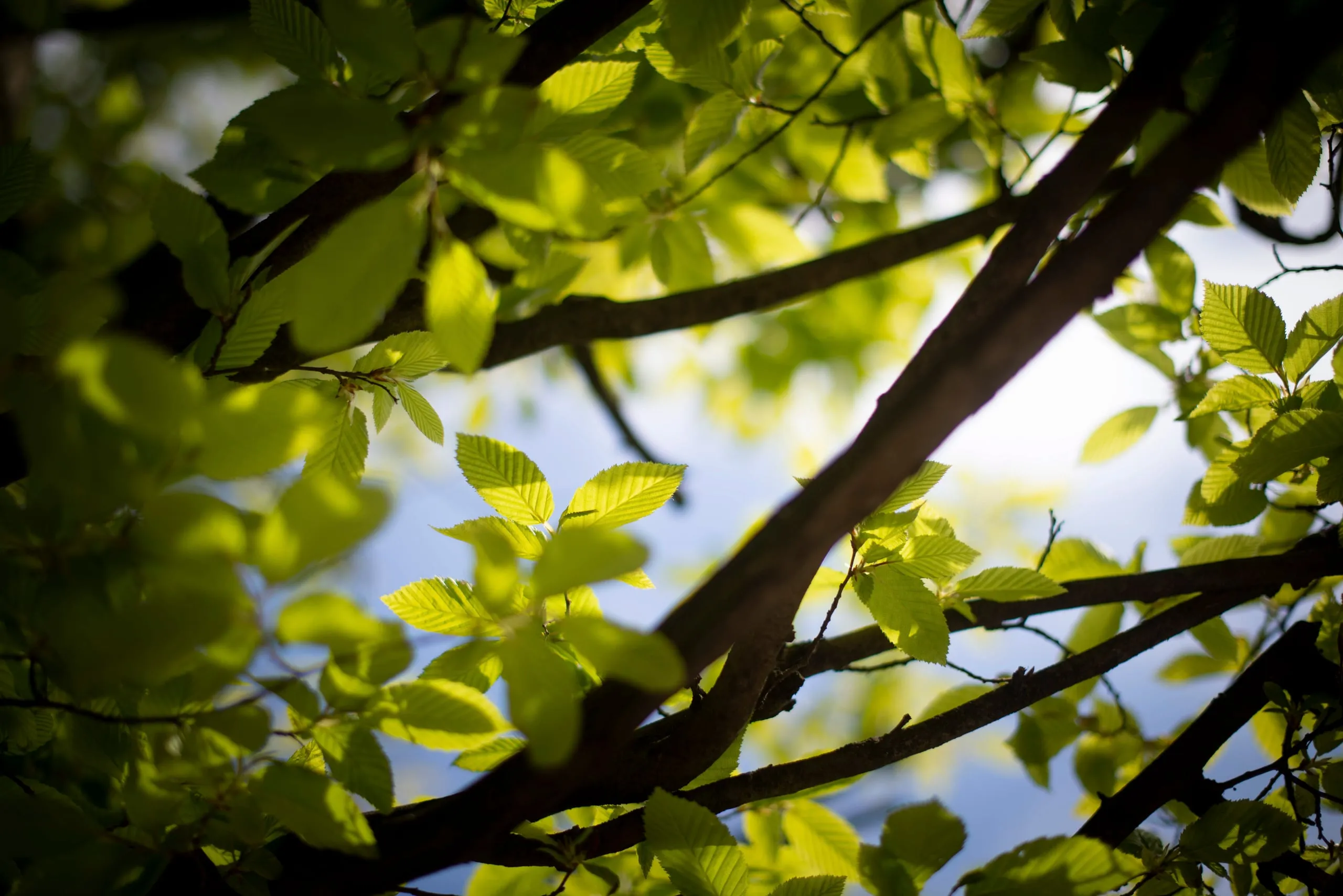 Young green leaves and branches against a bright sky, seen from below