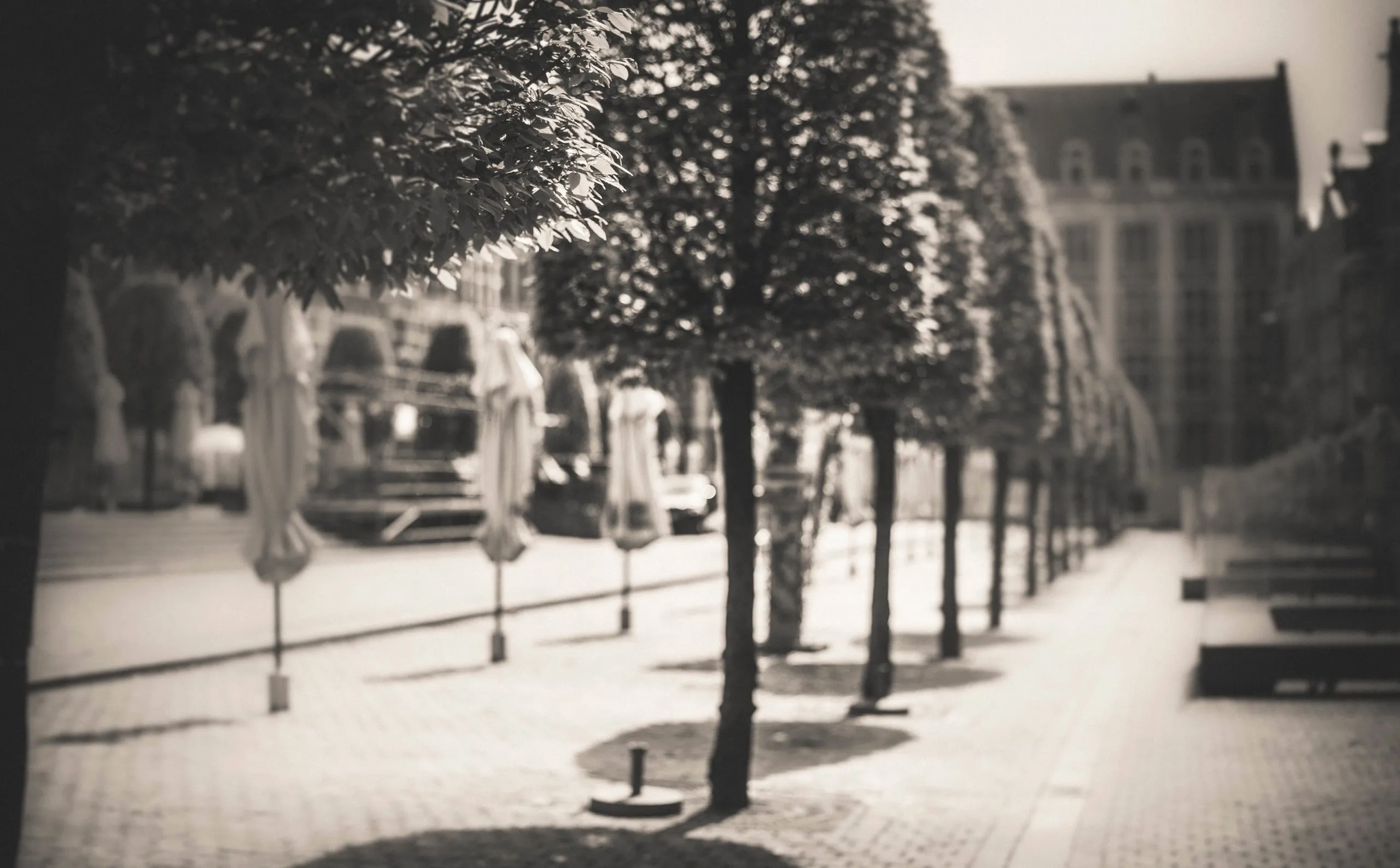 Tree-lined avenue with closed parasols on a square, in soft sepia